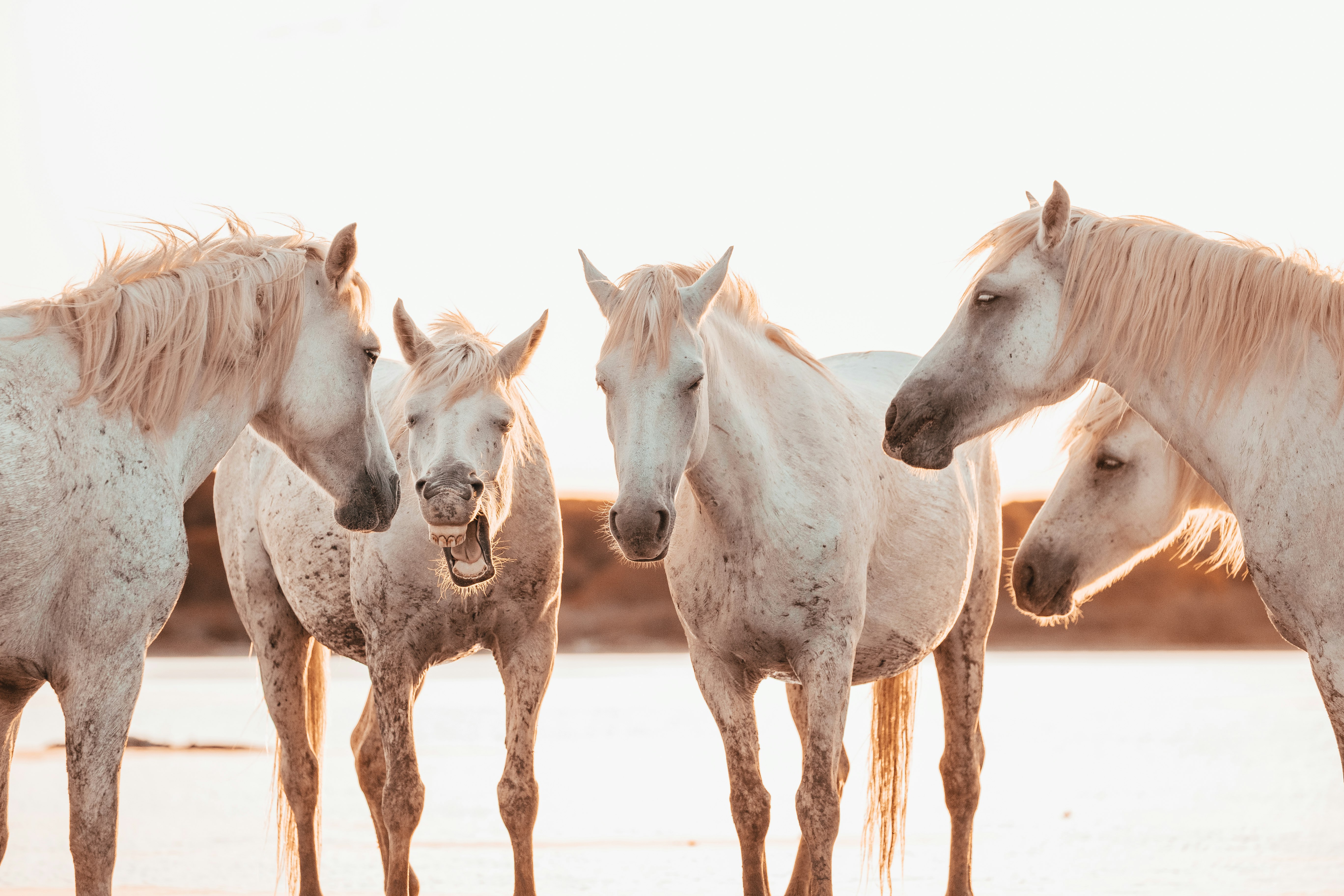 white horse on brown sand during daytime